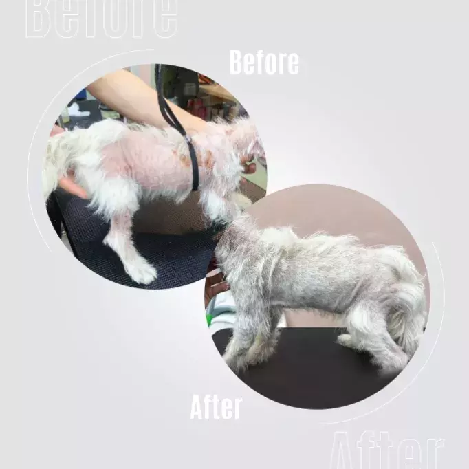 TAURO PRO LINE Pure Energizing Elixir No. 4 – Bild 2